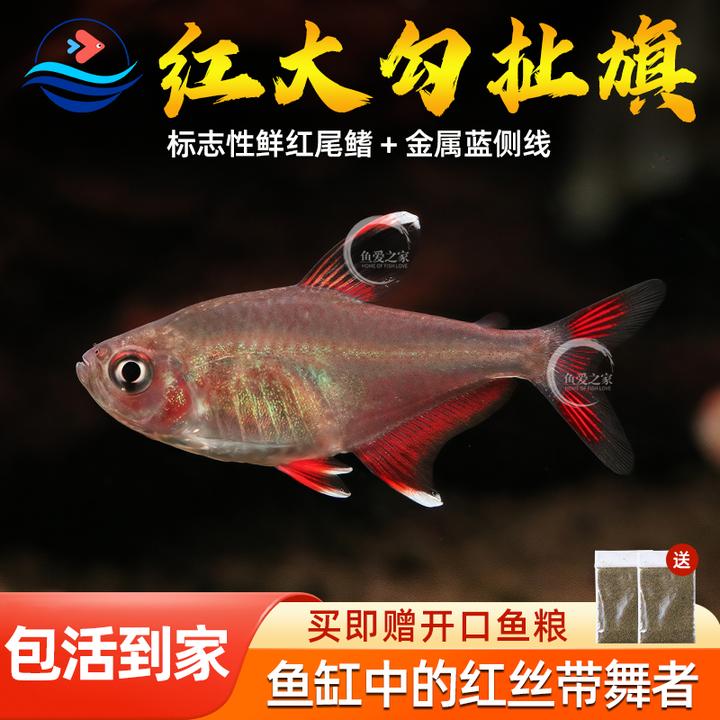 红尾扯旗鱼南美进口高端灯科鱼淡水鱼草缸群游鱼热带鱼活体淡水鱼