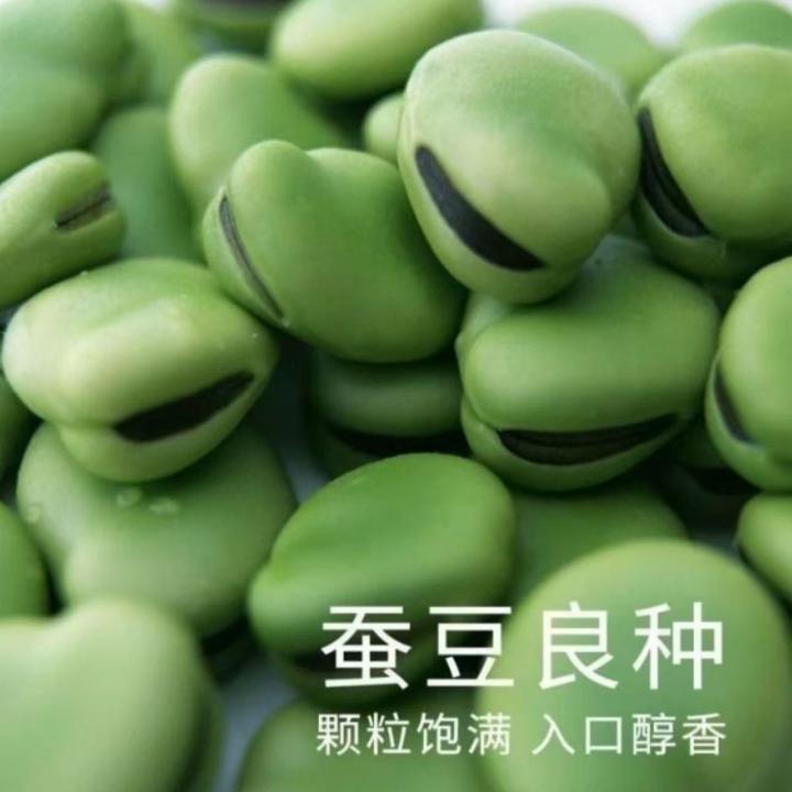 【绿宝石蚕豆种子】高产罗汉豆种籽春秋冬季播种早熟耐寒胡豆籽