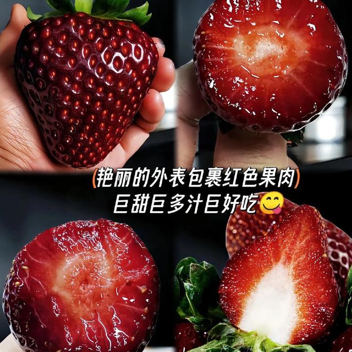 黑珍珠玄玉真红美玲草莓苗阳台冬季种植盆栽地栽现挖现发