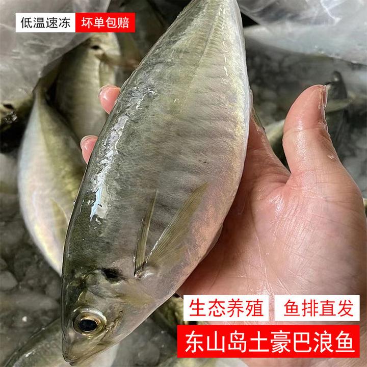 福建东山岛特产养殖巴浪鱼鲜活活冻竹荚鱼肥而鲜美蓝圆鲹顺丰冷链
