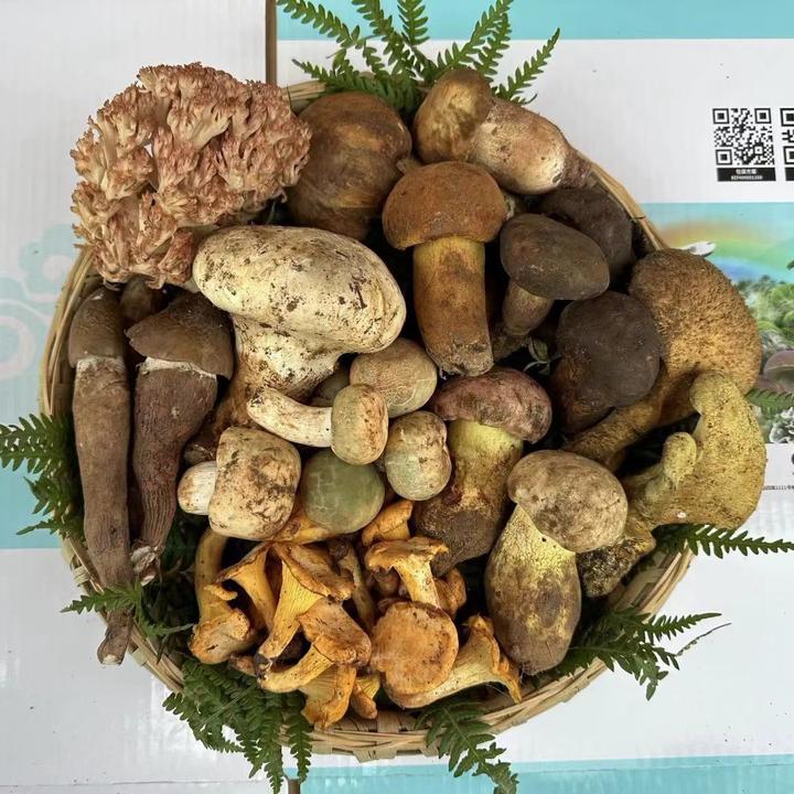 【新鲜现采】云南南华菌子松茸鸡枞牛肝菌干巴菌竹荪冷藏顺丰空运