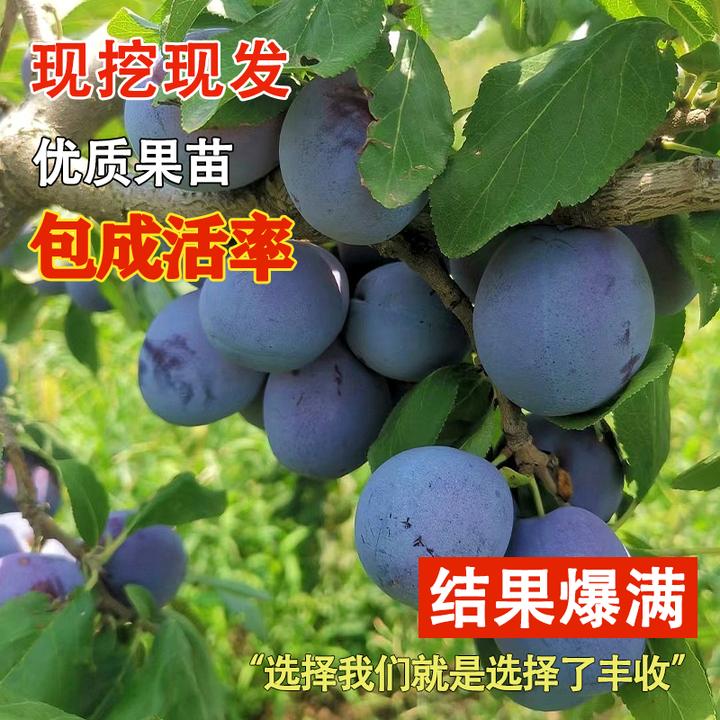 新疆西梅树树苗嫁接耐寒蓝蜜西梅苗法兰西李盆栽庭院地栽当年结果