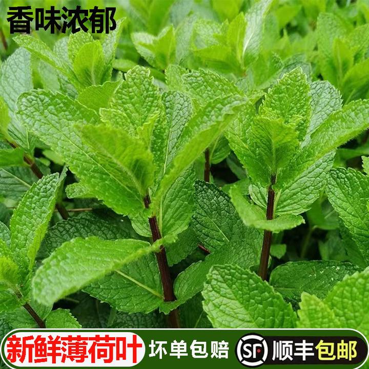 薄荷叶新鲜食用泡水调酒鸡尾酒商用奶茶原料留兰香薄荷叶子包邮