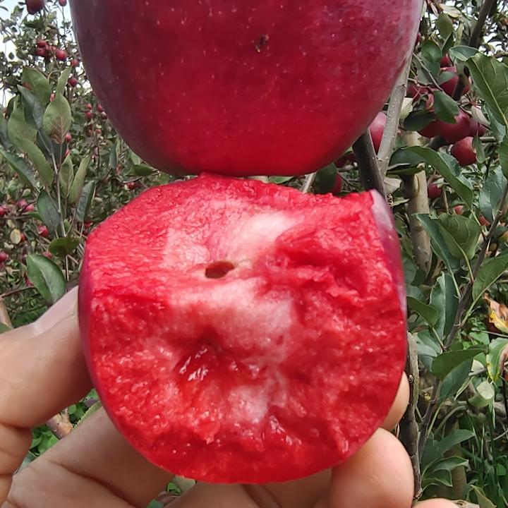云南高原红肉苹果新鲜水果红心苹果新鲜水果花青素高孕妇儿童水果