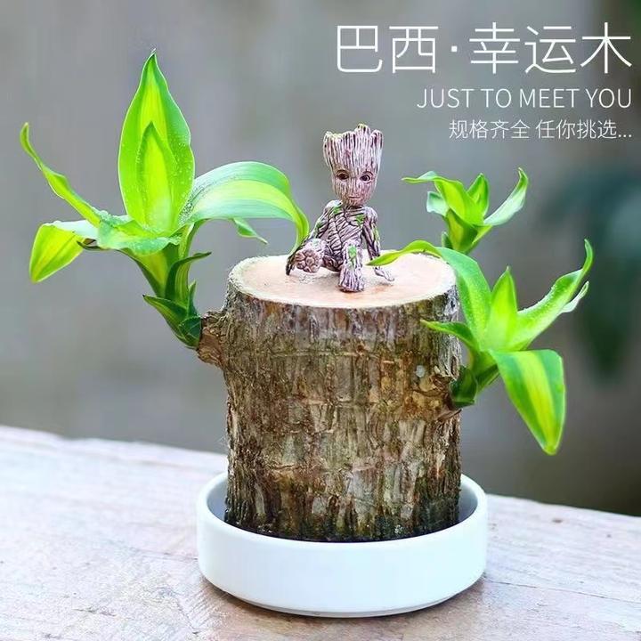 【新疆西藏包邮】幸运巴西木水培绿植巴西木客厅桌面办公室精美盆栽