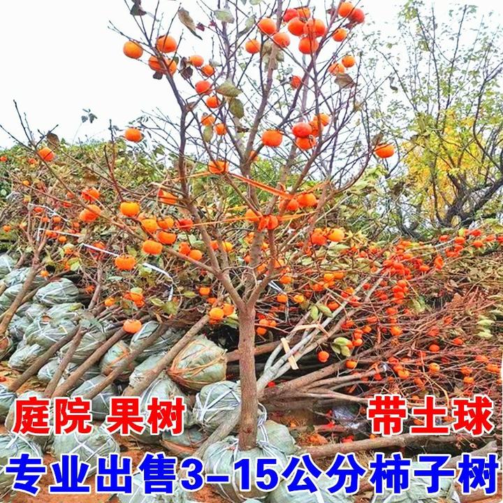 特大柿子树果苗庭院火晶柿脆甜柿磨盘柿南北方种植当年结果带土球