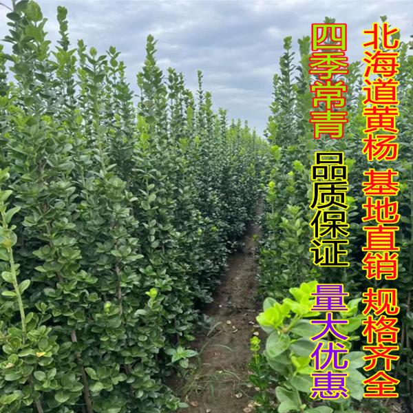 庭院围墙绿篱北海道黄杨树苗大叶冬青苗四季常青篱笆树耐寒不落叶