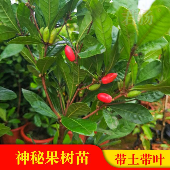 四季神秘果树苗神奇果当年开花结果变味果变甜苗梦幻果奇迹果新品