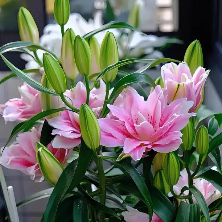 格艺香水百合花带芽种球耐寒四季开花盆栽地栽室内外庭院阳台花卉
