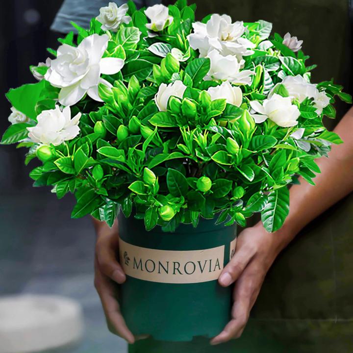 栀子花盆栽室内水培养殖易好养活花卉花苞绿植观赏绿植栀子花老桩