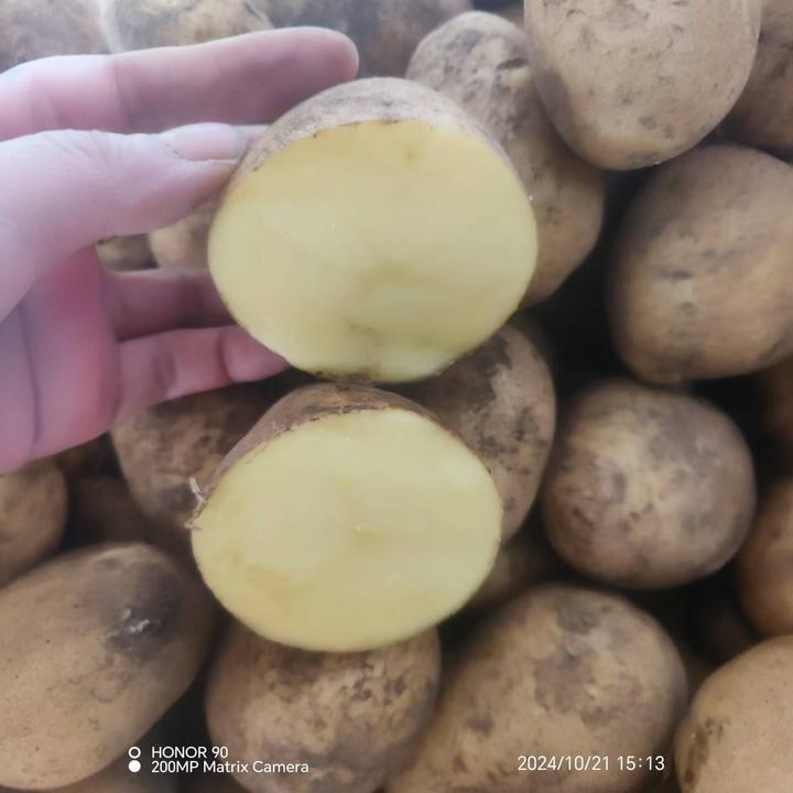 2024年新货】云南新鲜黄皮沙面粉洋芋糯爆皮马铃薯蔬菜现挖批发