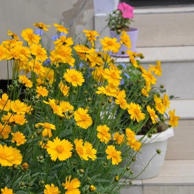 鲁馨 大花金鸡菊花多年生宿根花卉 庭院 四季开花 耐寒品种