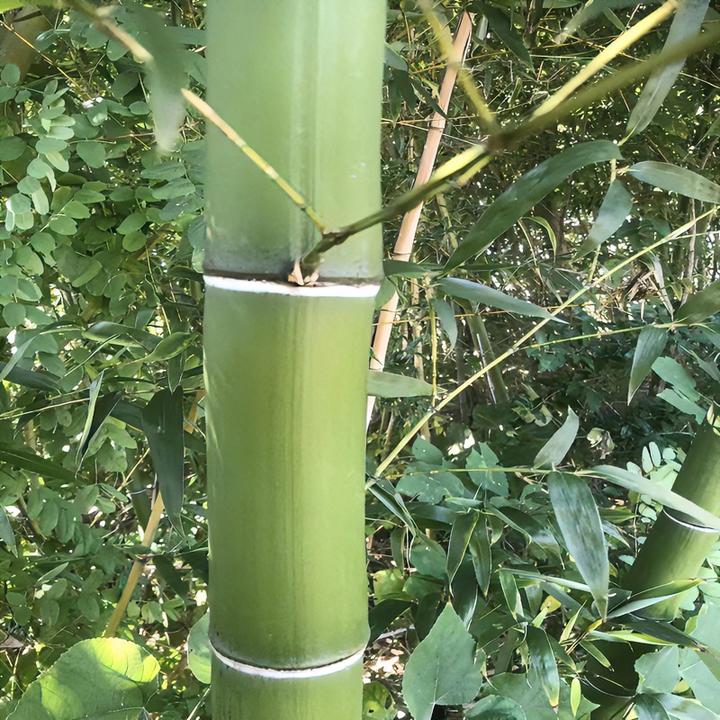 毛竹苗竹子大型植物公园造林绿化养好食用竹笋耐寒耐旱