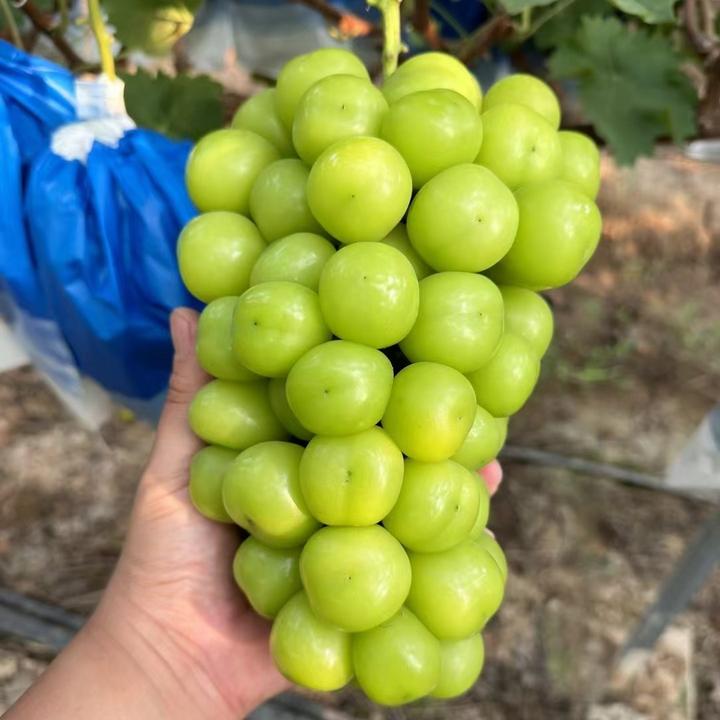 阳光玫瑰葡萄树3-6公分裸根