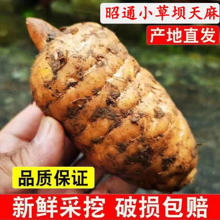 （新鲜天麻 ）正宗云南昭通小草坝天麻特级500g煲汤现挖发 非野生