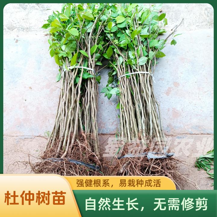 四川产地粗皮杜仲树苗丝棉树现挖保湿发货四川厚皮杜仲苗药材树苗