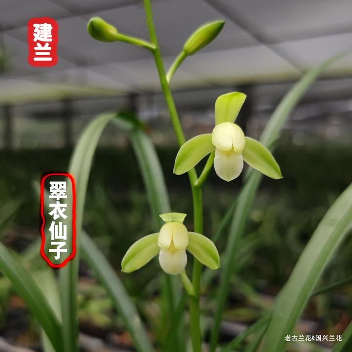 建兰素花【翠衣仙子】四季兰名品经典兰花易栽培易繁殖盆栽绿植清香