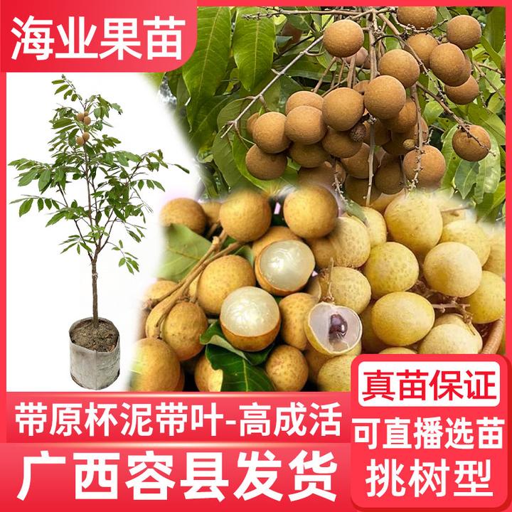 龙眼树苗嫁接桂圆石硖储良特大四季脆蜜龙眼果苗当年结果带土庭院