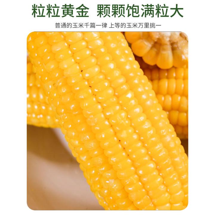 25年东北高品质头茬黄糯玉米280g-320拍8+2发10铝箔包装6斤以上