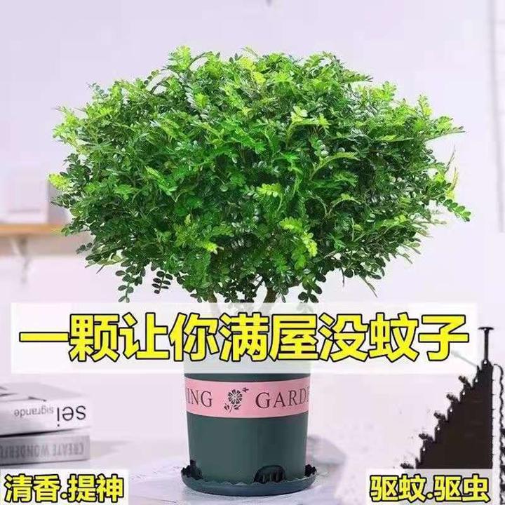 正宗清香木胡椒木盆栽绿植驱蚊驱虫植物客厅室内四季常青净化空气