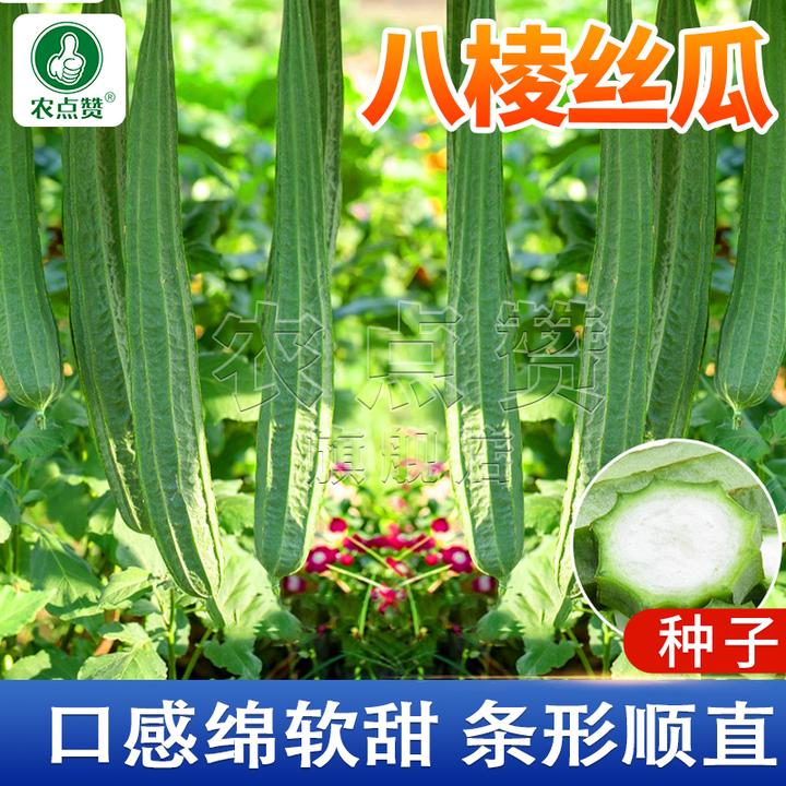 八棱丝瓜种子 长香丝瓜香嫩棱角薄皮肉厚蔬菜种籽春季生态美观
