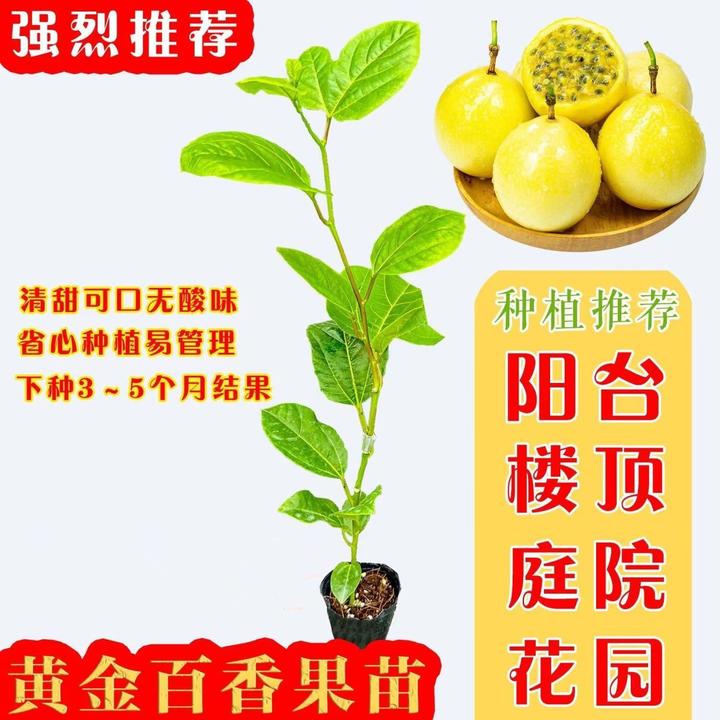 黄金9号黄金百香果嫁接苗树苗四季结果爬藤南方当年结果带土