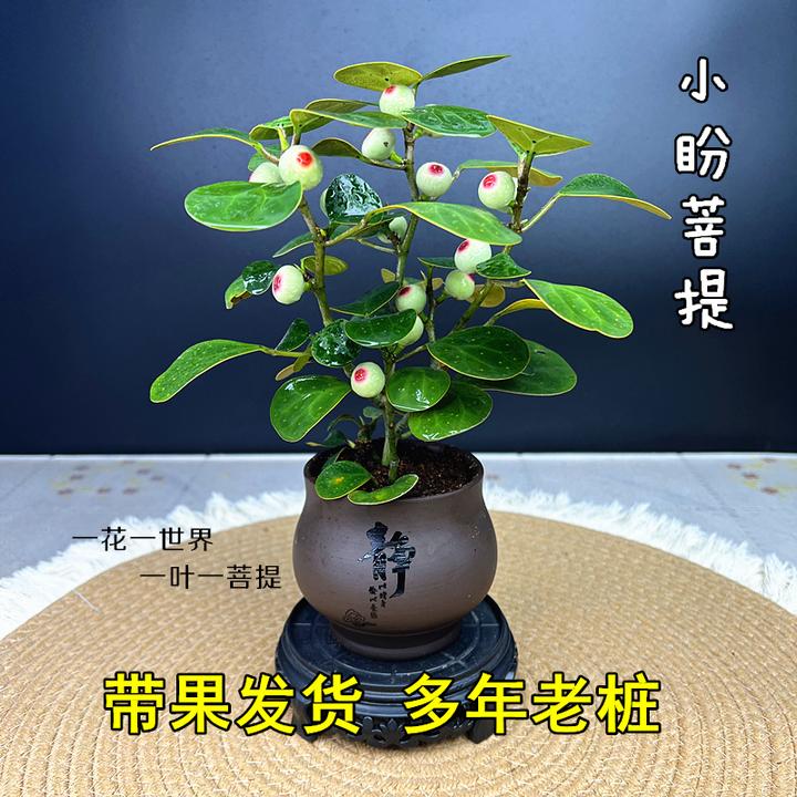 【小盼菩提带果】盆景菩提树禅意中式绿植防辐射室内办公室好养