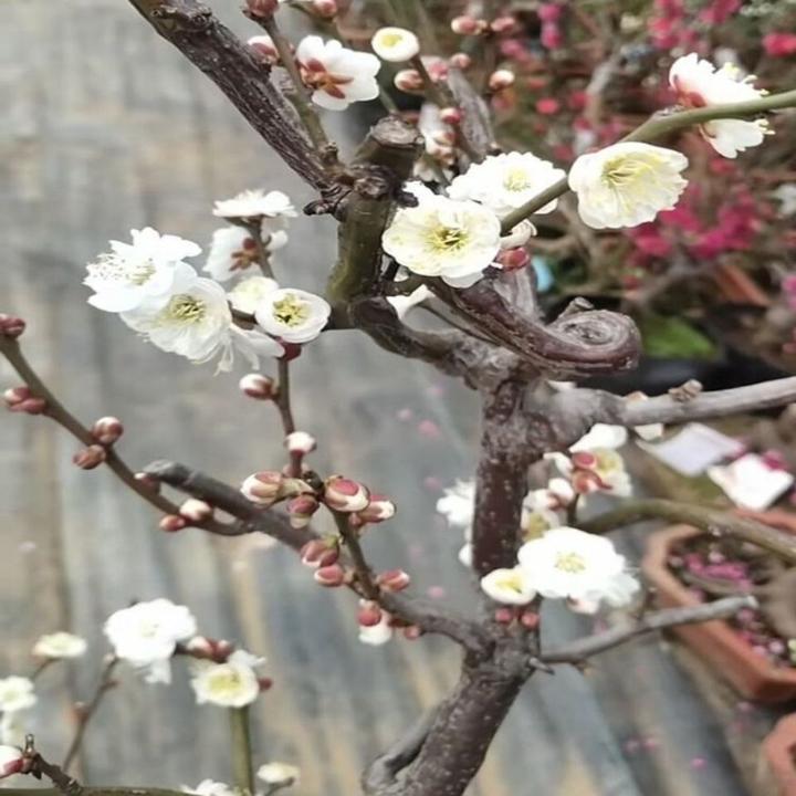 原生龙游梅耐寒自然弯曲尺寸珍品盆栽地栽苗阳台庭院种植