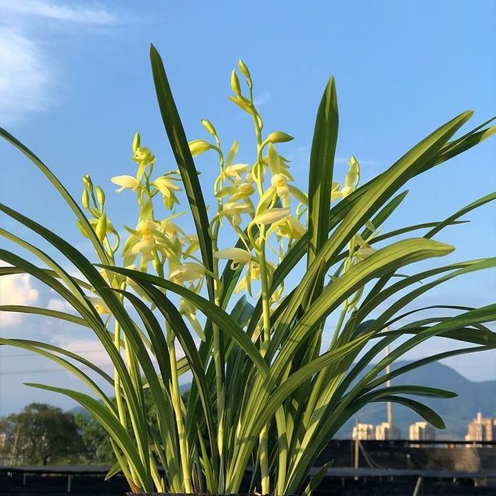 兰花苗建兰大凤素室内办公室绿植盆栽浓香花卉四季兰花苗当年开花