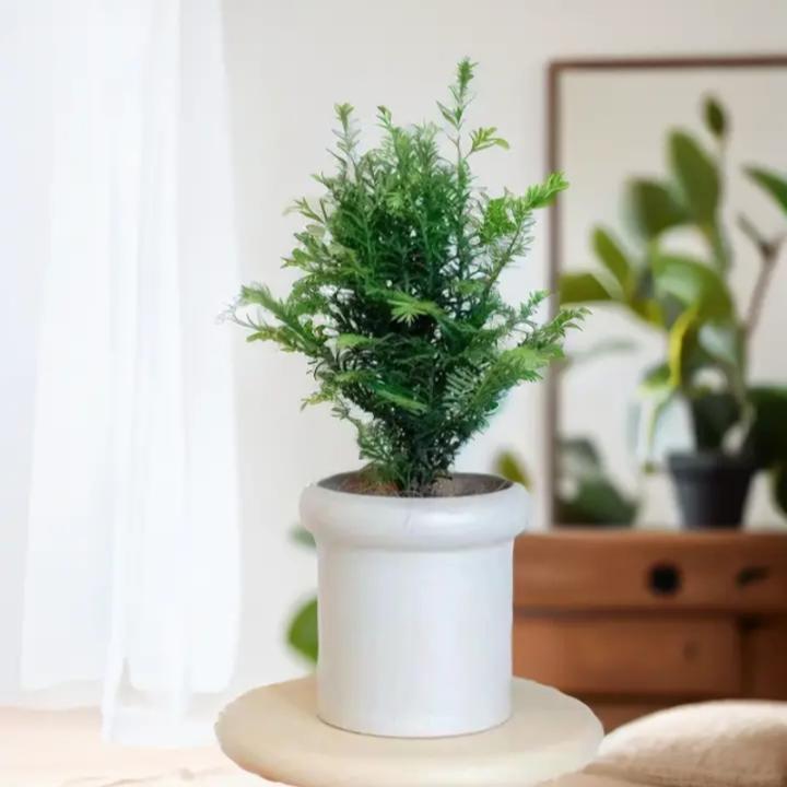 红豆杉树苗居室盆栽盆景耐寒南北方种植室内外好养绿植花卉红豆杉