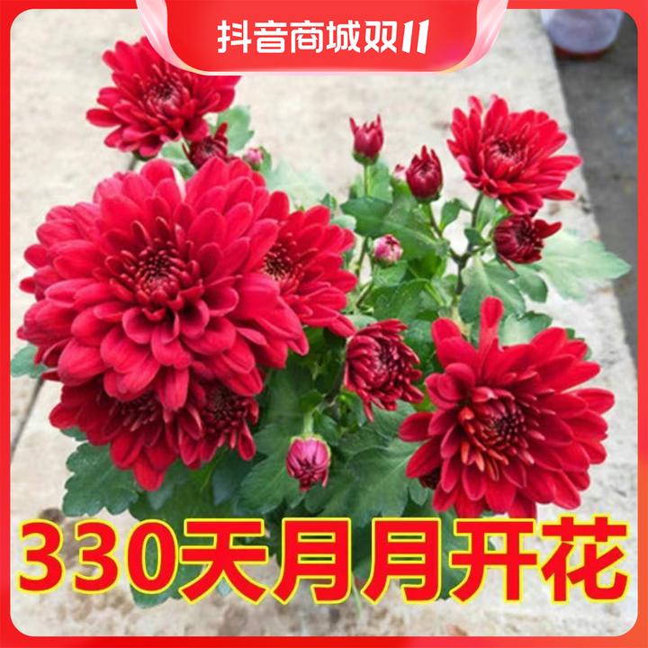 四季菊带花苞月月菊盆栽四季开花菊花苗大花荷兰菊地栽盆栽花卉