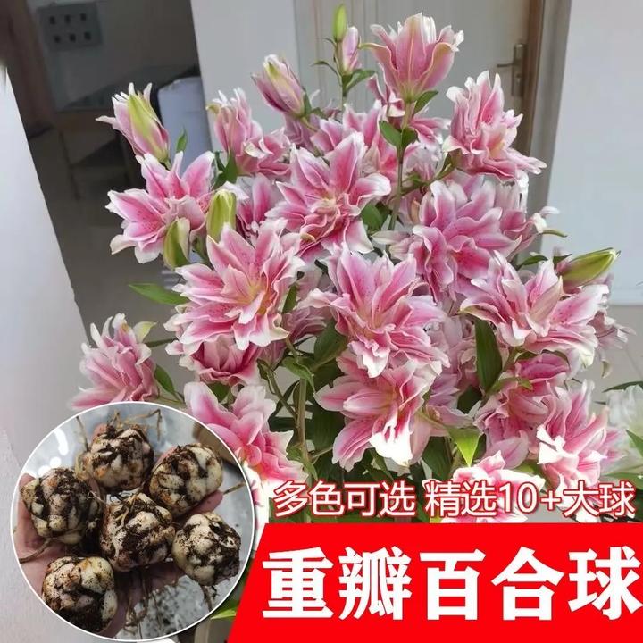 香水百合四季赏花重瓣大花朵花型阳台庭院低温春夏秋冬种植发芽
