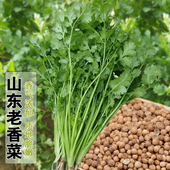 【耐热大叶香菜种子】耐抽薹芫荽种籽春秋四季农家蔬菜种籽盆栽