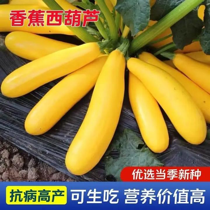 香蕉西葫芦水果型一年四季阳台易种盆栽北方春夏秋种植