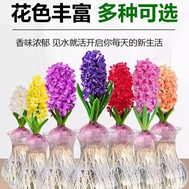 浓香型进口风信子种球水培土培室内室外盆栽花卉好养耐寒开花植物