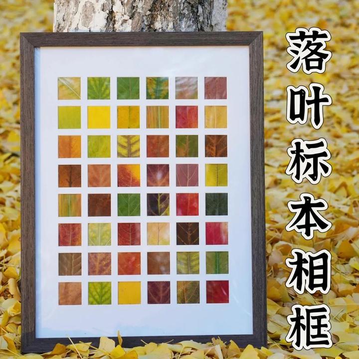 落叶树叶标本相框手工diy秋天叶子收集48宫格装饰画桌面摆件画框