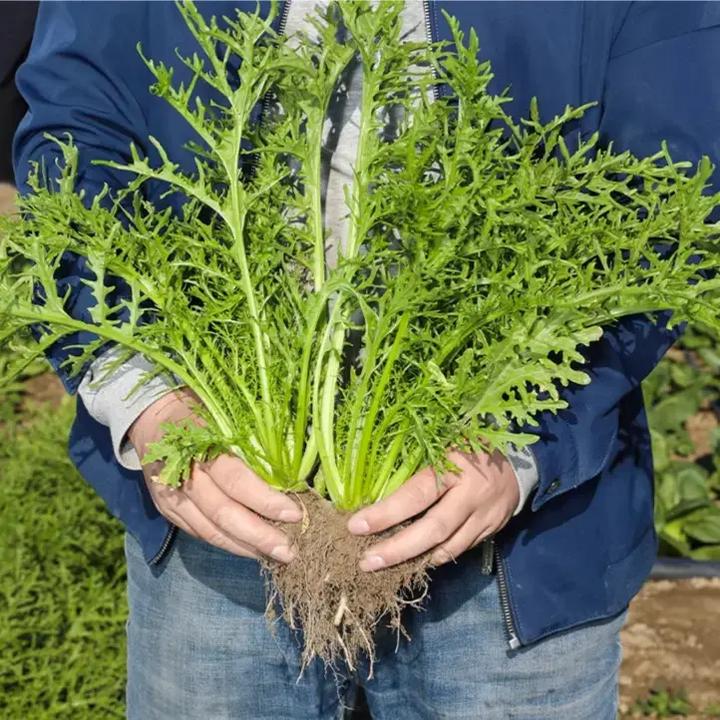 雪里蕻种子雪菜四季蔬菜种植简单阳台小院盆栽