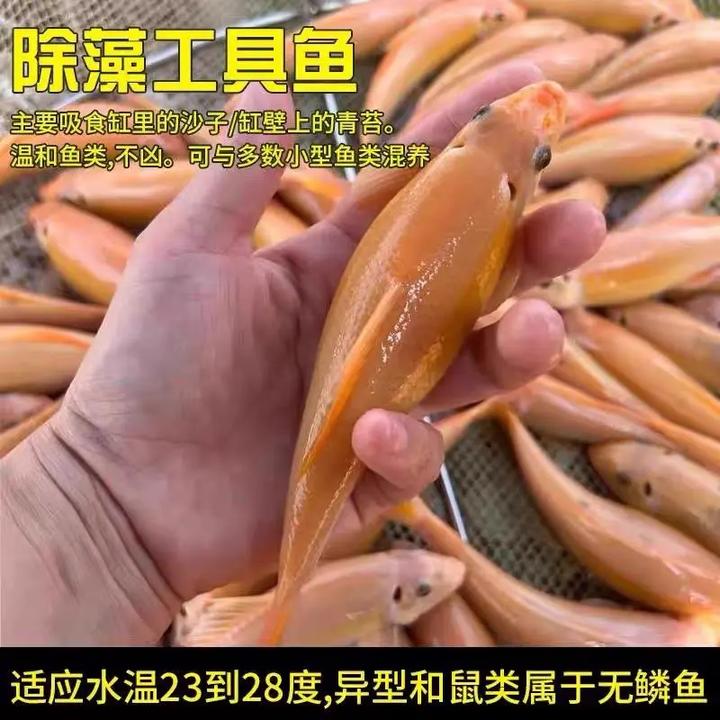 清苔鼠金苔鼠鱼冷水观赏鱼清道夫鼠鱼鱼缸除藻鱼清洁鱼活体工具鱼