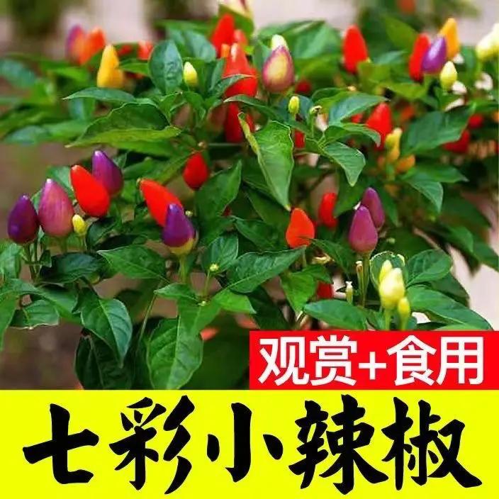 七彩辣椒秧苗春季四季播五彩椒朝天椒种苗阳台盆栽地栽高产辣椒苗