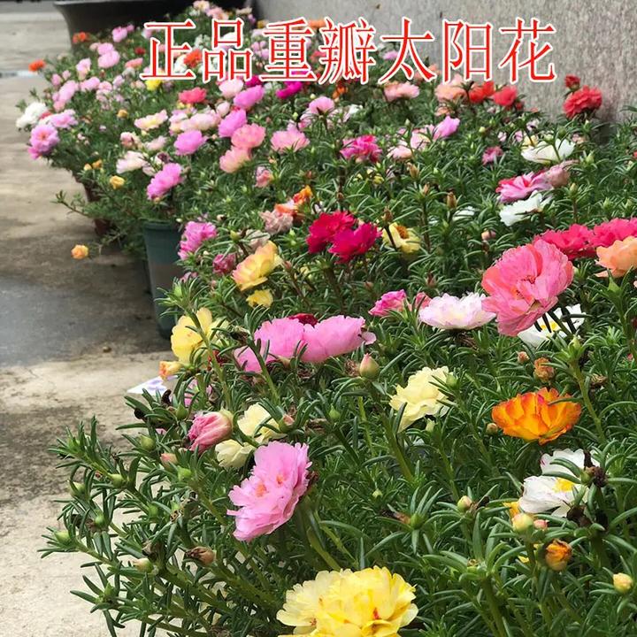 【重瓣太阳花种子】庭院阳台耐热耐旱花种子太阳花四季个用品