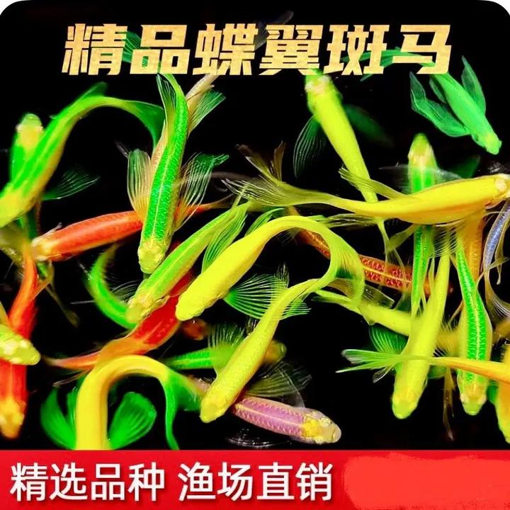 小全家福 蝶翼斑马鱼淡水观赏鱼小型好养活（没有开箱视频无法售后