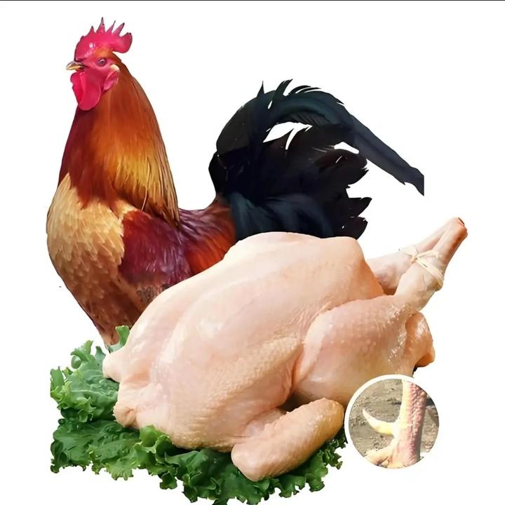 山林散养喂五谷杂粮大红公鸡土鸡适合凉拌红烧大公鸡