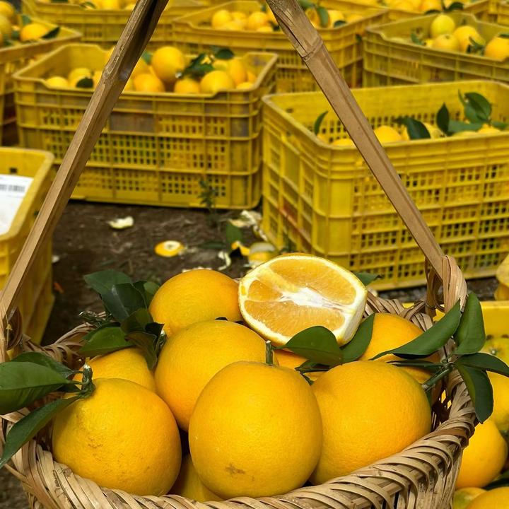 富川脐橙（微瑕疵 带箱10斤装）介意勿拍！！！