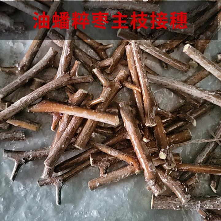 油蟠粹枣 主枝接穗