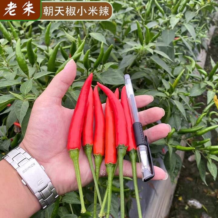 朝天椒小米辣种苗种子
