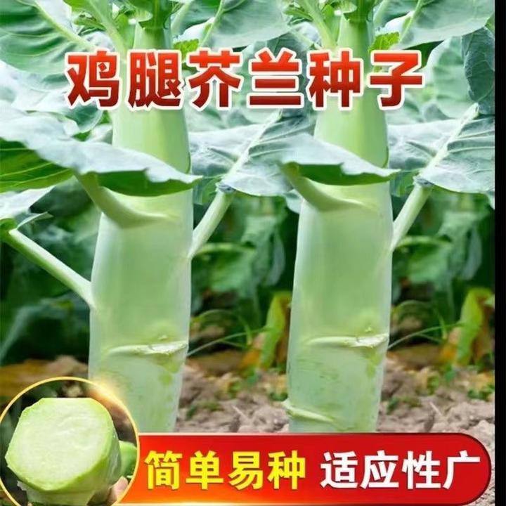 (拍2发3)鸡腿芥兰种子芥蓝菜种籽夏季种菜园农家种植耐热蔬菜种孑