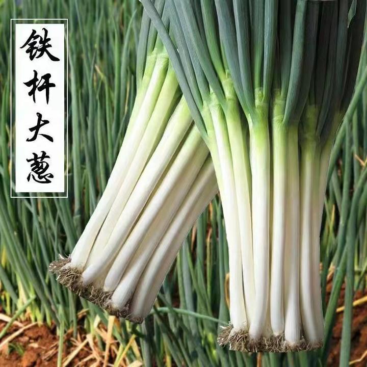 （拍2发3）铁杆大葱种子山东章丘生长春夏秋葱种籽葱苗蔬菜种孑移栽