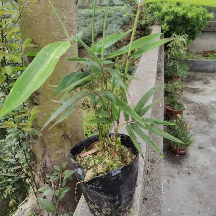 楠竹大杯苗绿植营养袋苗庭院毛竹苗耐寒竹子玉竹盆栽植物加大绿化