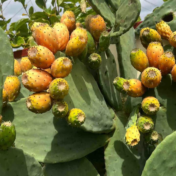 双十一大促正宗米邦塔仙人掌大型盆栽植物室内盆栽嫁接