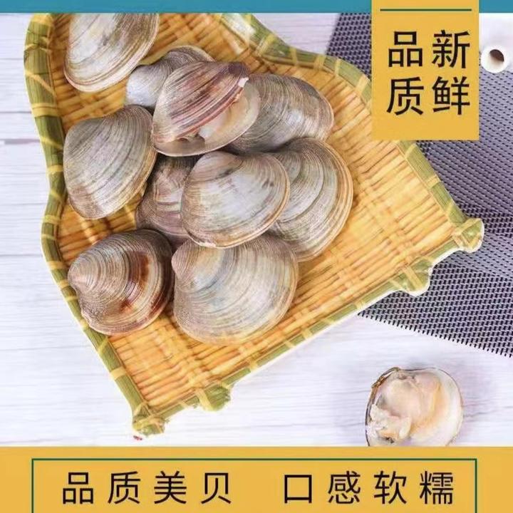 鲜活大蛤蜊美贝花甲大个1斤18个左右（5斤装）